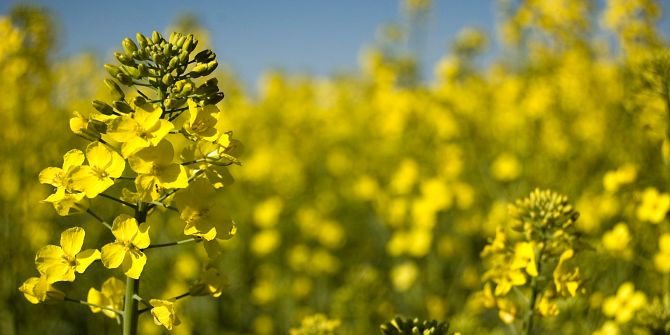 Raps Pflanze Canola Feld