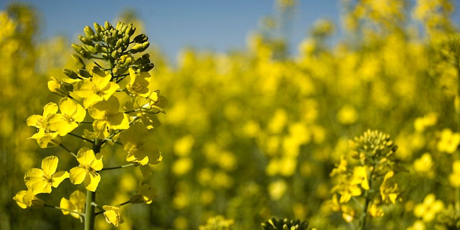 Raps Pflanze Canola Feld
