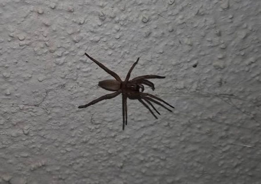 Das Tier sei sehr hartnäckig gewesen und hätte sich kaum vertreiben lassen.