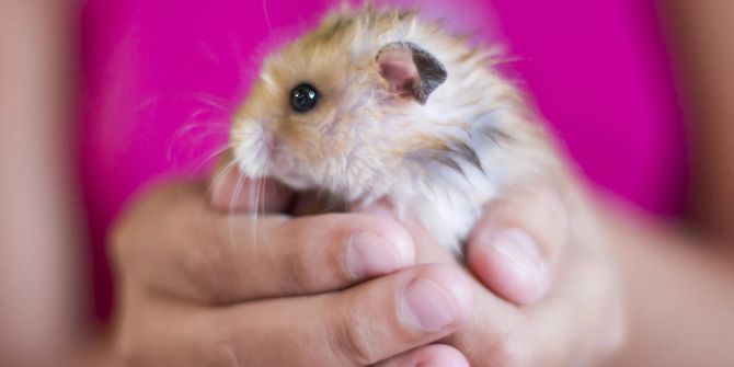 Hamster