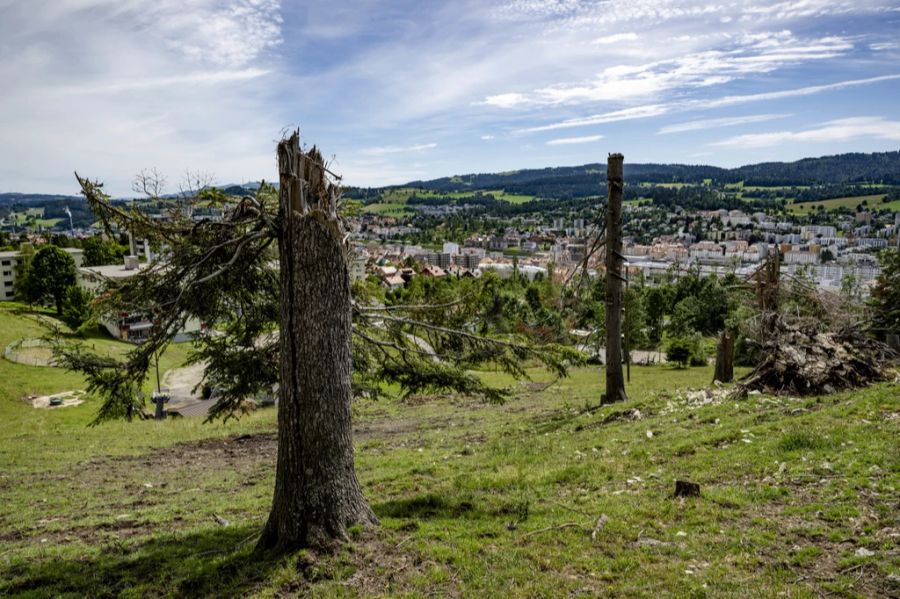 Etwa 2500 davon mussten gefällt oder beschnitten werden.