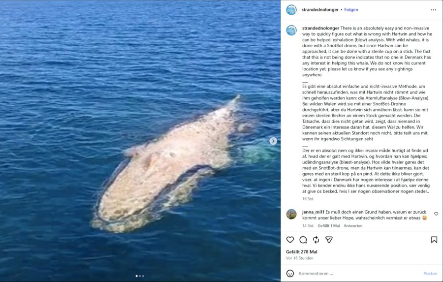 Die Tierschutzorganisation fordert, eine Analyse durchzuführen, um den Zustand des Wales besser einordnen zu können.