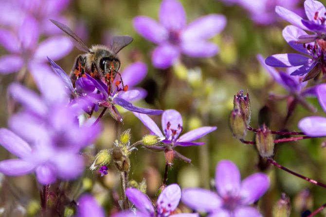 Bienen