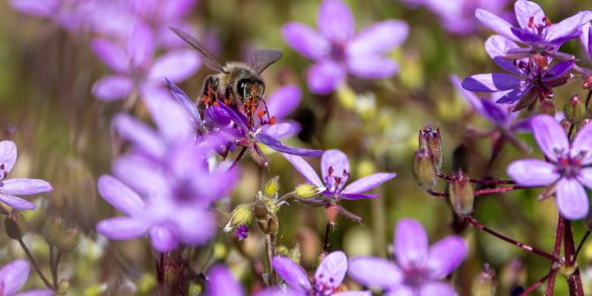 Bienen