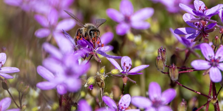 Bienen