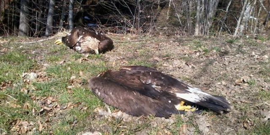 Steinadler tot Kanton Schwyz