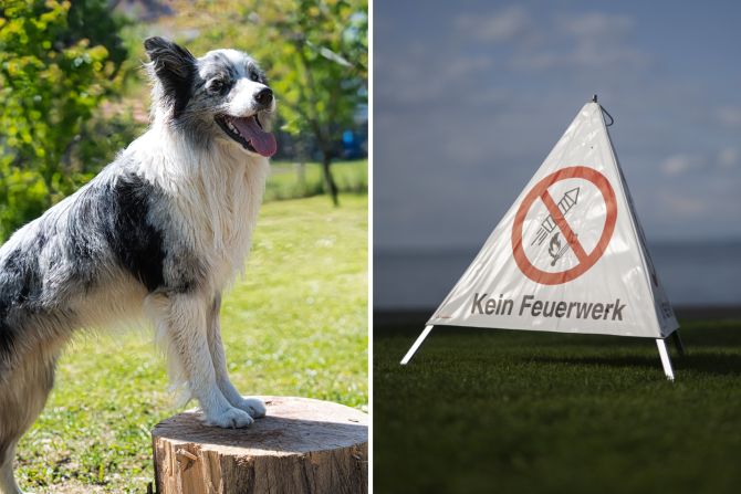 hunde