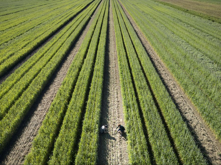 Davon kamen fast zwei Drittel der Landwirtschaft zugute.