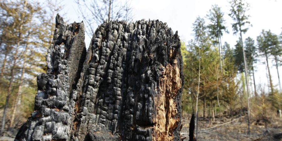 Im Kanton Bern ist die Waldbrandgefahr derzeit erheblich. Trotz prognostizierter Niederschläge in den kommenden Tagen bleibt die Lage angespannt, sollte sich aber nicht weiter verschä...