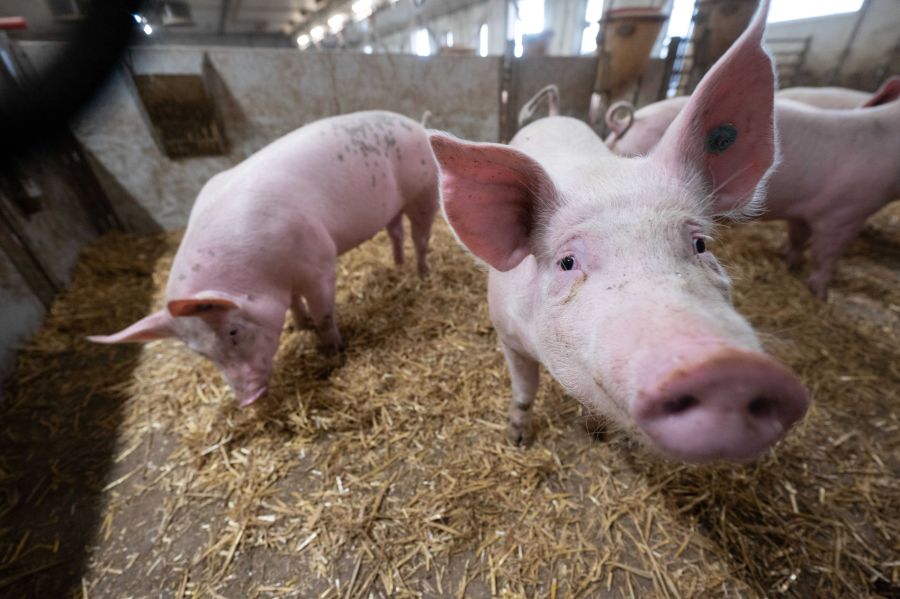 Der Schweizer Tierschutz hält bei der Kritik von Veganern dagegen.