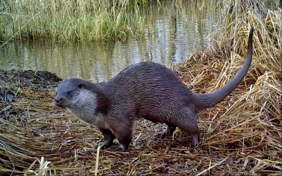 fischotter