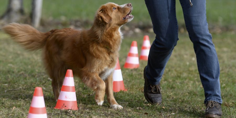 Ersthundehalter sowie Personen, die lange keinen Hund mehr gehalten haben, müssen seit Juni 2025 einen Theoriekurs mit Prüfung absolvieren. (Symbolbild)
