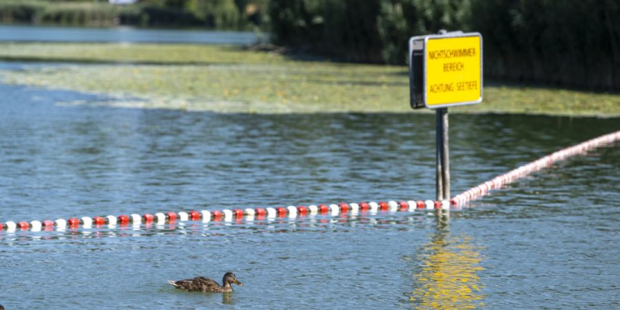 Steigende Wassertemperaturen führen zu vermehrtem Auftreten von Entenflöhen in stehenden Gewässern wie etwa dem Moossee BE. Die winzigen Saugwurmlarven sind zwar ungefährlich, könn...