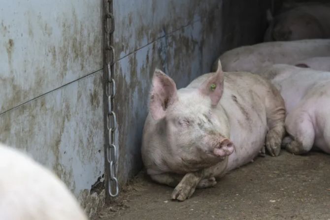 Schweine