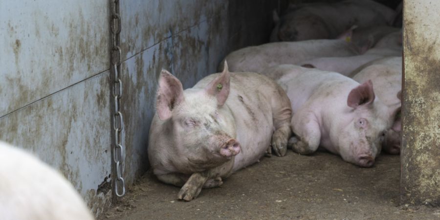 Das Bundesgericht weist die Beschwerde ab: Ein Schweinezüchter in Leuggern AG muss Geruchsemissionen eindämmen. Testpersonen sollen vor Ort eine Geruchsprüfung machen, um den Erfolg ...
