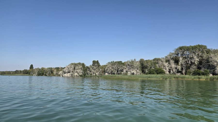 Eine ganze Baum-Reihe am Neuenburgersee nahe Estavayer-le-Lac FR ist weiss gefärbt.