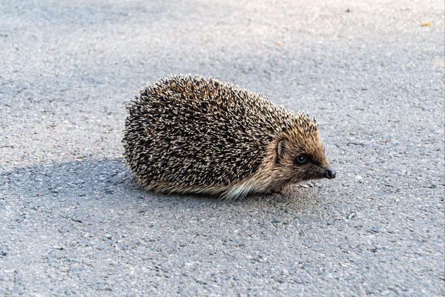 Igel SBB
