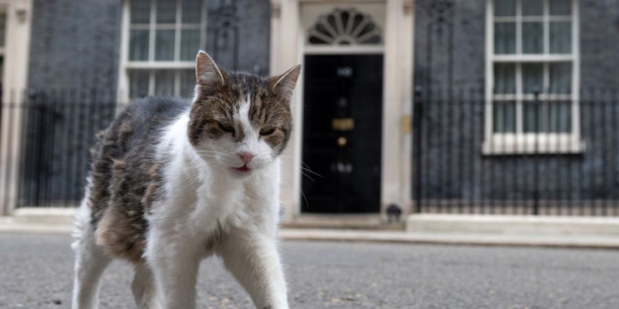 ARCHIV - Kater Larry geht in der Downing Street spazieren. Foto: Thomas Krych/AP/dpa/Archivbild