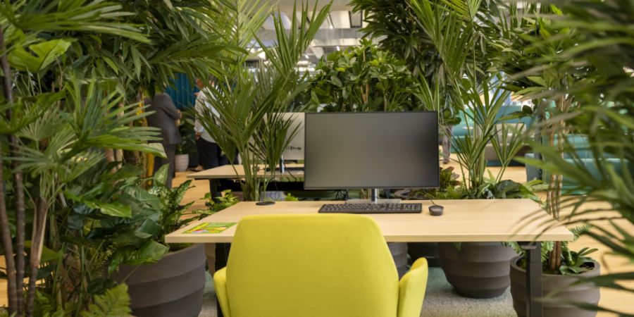 Der neue Basler FHNW-Campus Dreispitz zeichnet sich durch mehrere offene Lernlandschaften aus - zum Beispiel mit einem Raum voller Zimmerpflanzen.