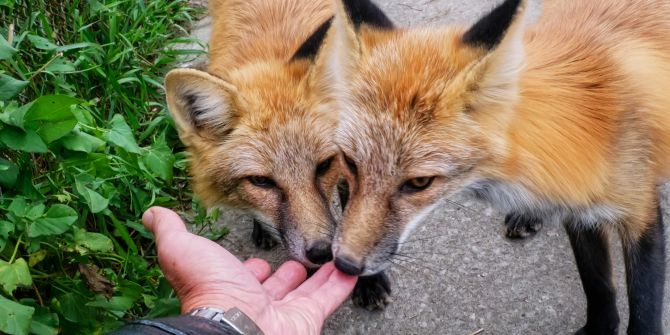 Hand Füchse Fuchs zahm