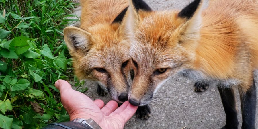 Hand Füchse Fuchs zahm