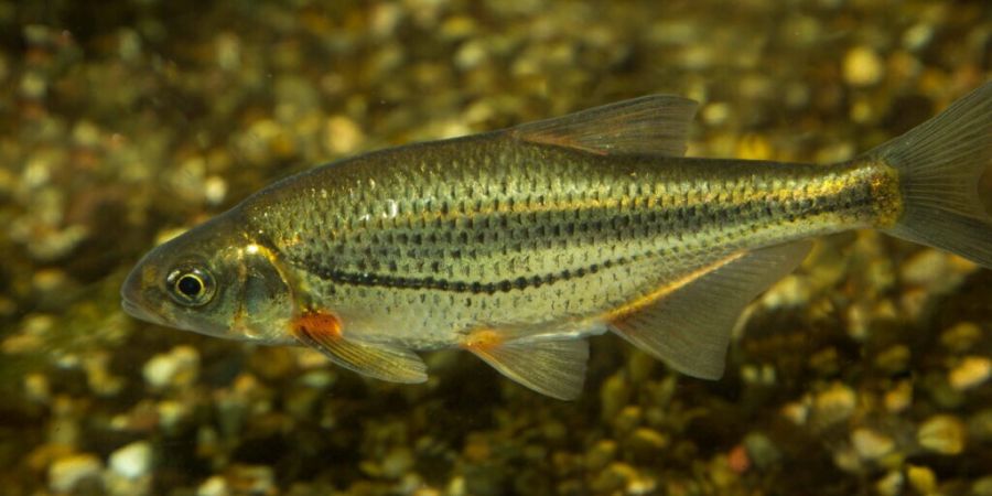 Fische wie der Strömer schaffen es jetzt über die Zürcherschwelle. (Symbolbild)