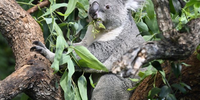 Koala