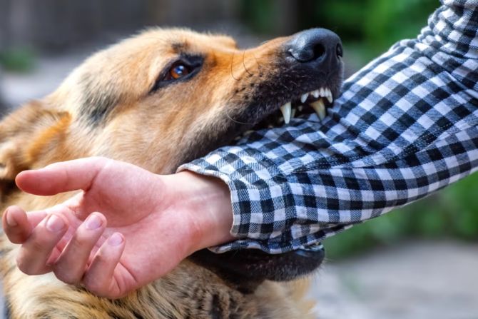 Hund beisst Hundebiss