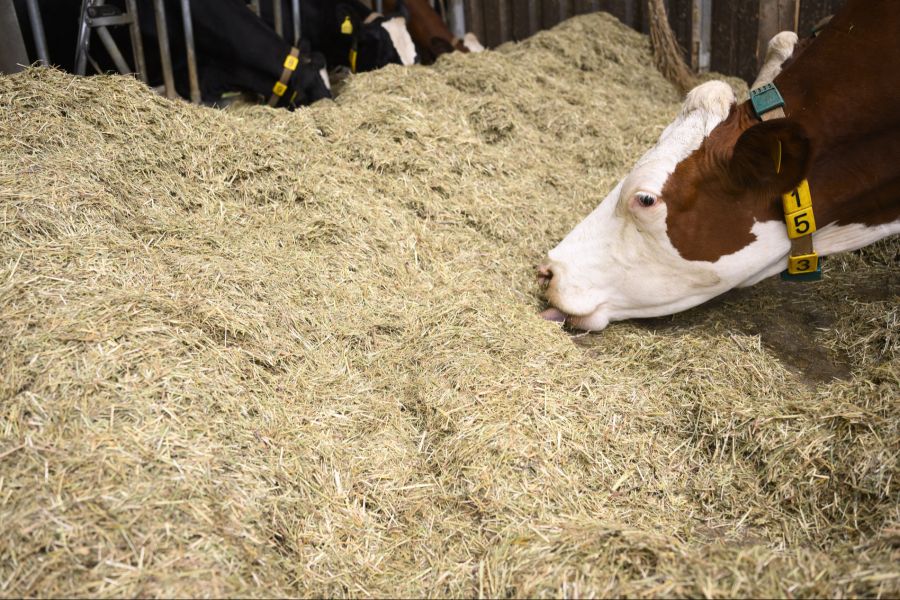 Der Widerstand oftmals vor allem auch der Landwirtschaft wäre laut Baumann zu gross.