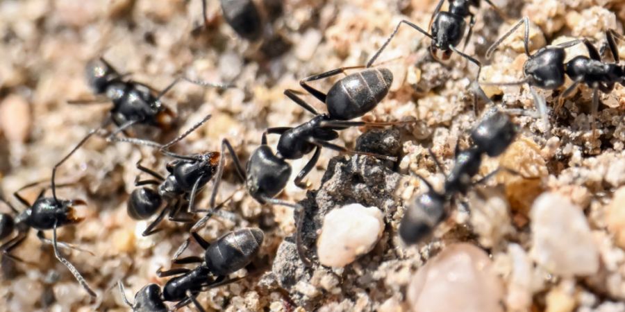 Bei der Tapinoma magnum handelt es sich um eine invasive Ameisenart, die grosse Schäden an Infrastrukturen anrichten kann. (Archivbild)