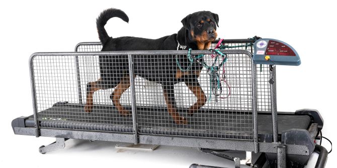 Hundelaufbänder schaffen vor allem für bewegungsfreudige Hunde mit viel Energie Abhilfe.