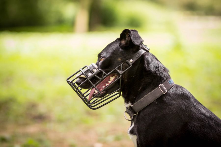 Hund mit Maulkorb