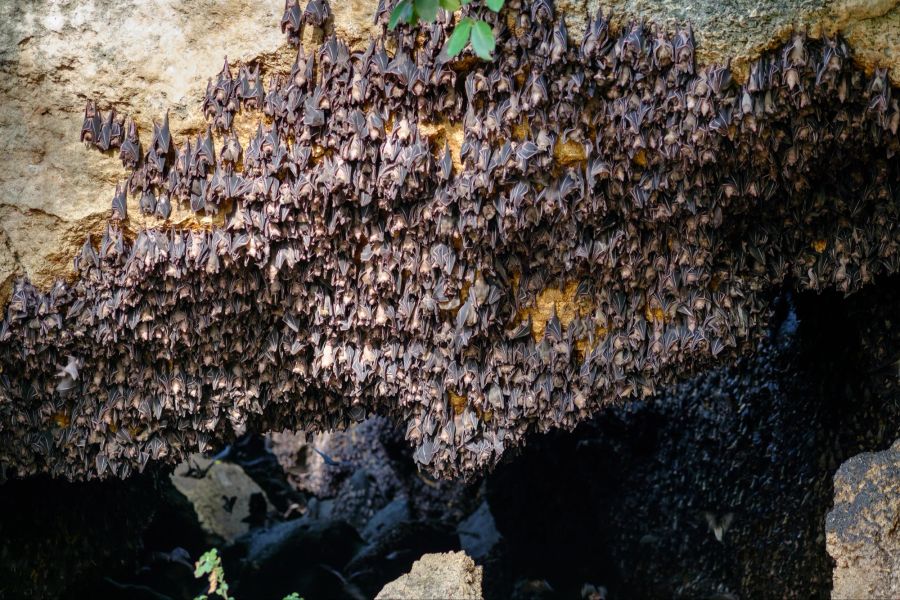 Fledermäuse an der Decke einer Höhle.