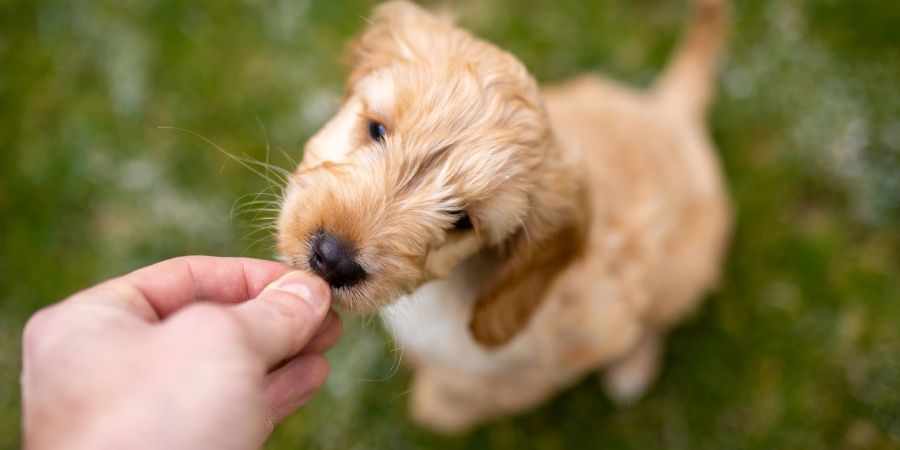 Hund bekommt Snack