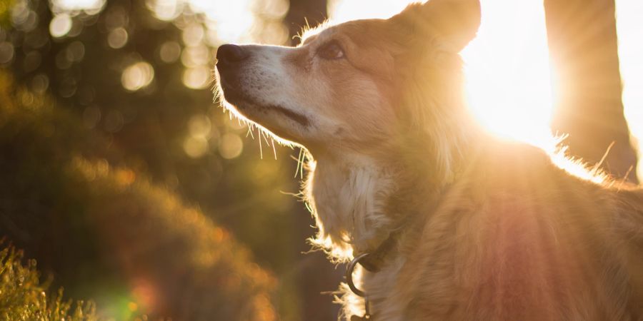 Hund in der Sonne