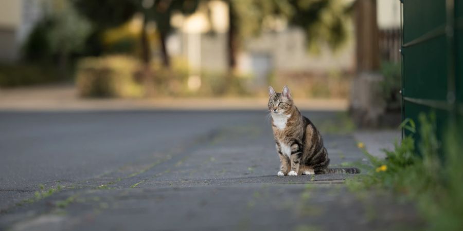 Katze auf Gehweg