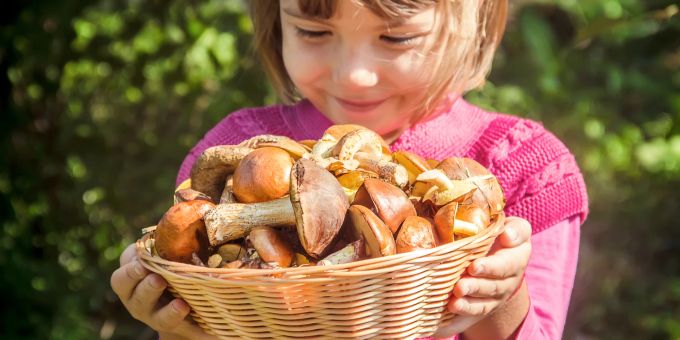 Pilze im Outdoor zu sammeln, kann einige Gefahren mit sich bringen. Outdoor