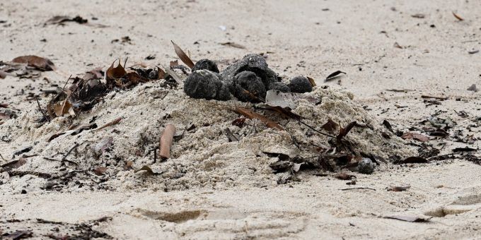 epa11661451 Unkown debris washed up on Coogee Beach causing the beach closure in Sydney, Australia, 16 October 2024. Coogee Beach in Sydney?s east closed following the discovery of mysterious, black, ball-shaped debris. EPA/STEVEN MARKHAM AUSTRALIA AND NEW ZEALAND OUT Strand Australien