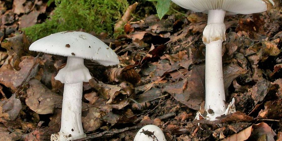 In Essen werden drei Kinder und ein Erwachsener wegen akuten Leberversagens behandelt (Foto Archiv)