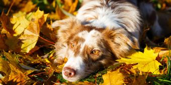 Hund im Herbst