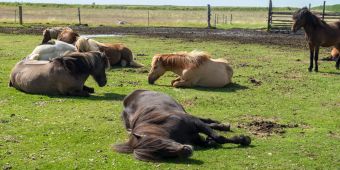 Pferde, Pferd auf einer Wiese ruht sich aus