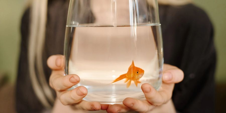 Frau hält Glas mit Goldfisch