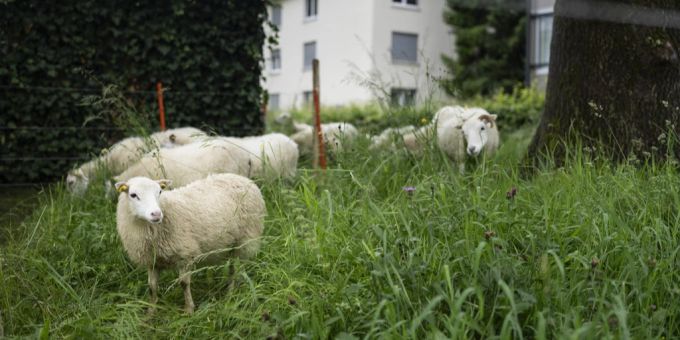 Diebe haben einem Bauer Schafe geklaut. (Symbolbild) Bauern