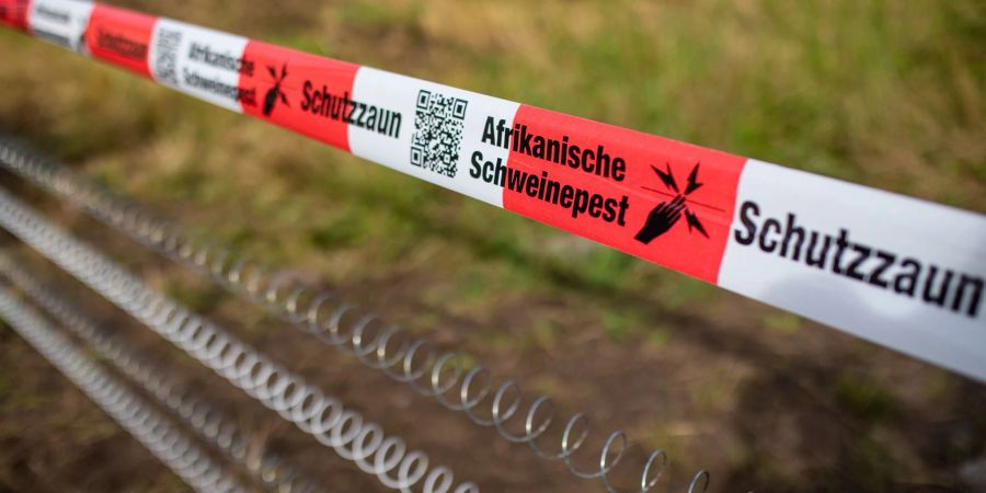 Schutzzäune sollen gegen die Afrikanische Schweinepest helfen (Archivfoto).