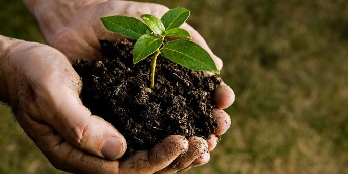 Die Verwendung von Kaffeesatz, Eierschalen und Holzasche ist eine nachhaltige Methode, um den Garten zu düngen und gleichzeitig Abfall zu reduzieren. Gartendünger, Pflanze in der Hand