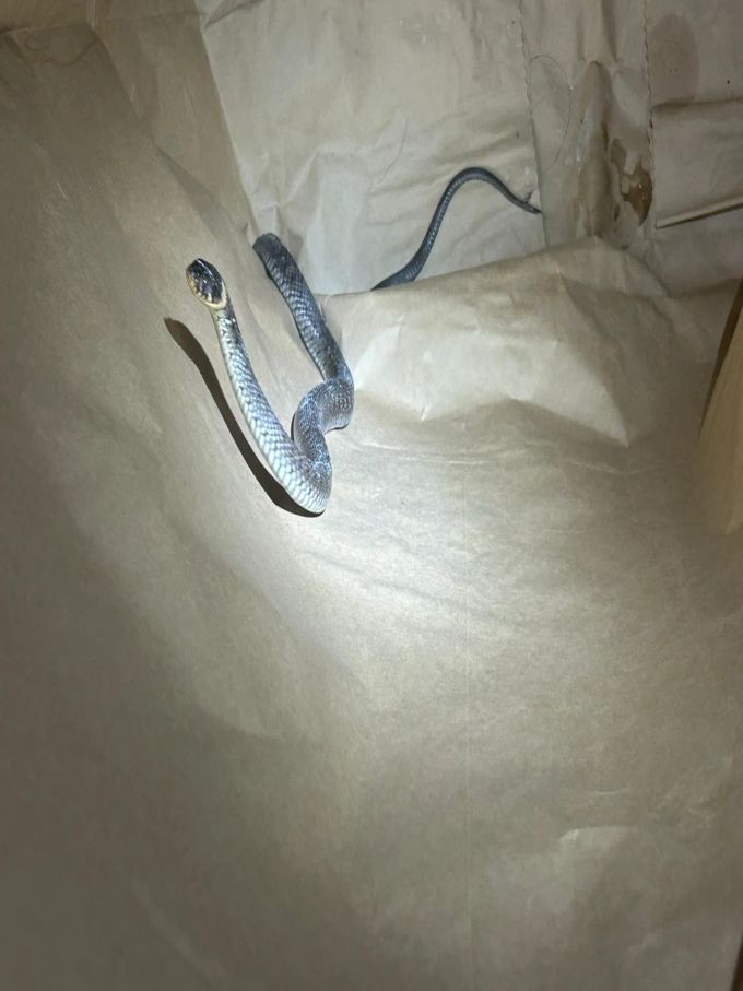 Die Ringelnatter hatte sich zusammengerollt in einer Ecke hinter einem Abfalleimer versteckt. Ringelnatter Schleitheim SH