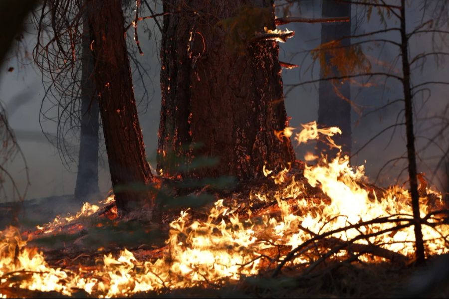 Kalifornischer Waldbrand