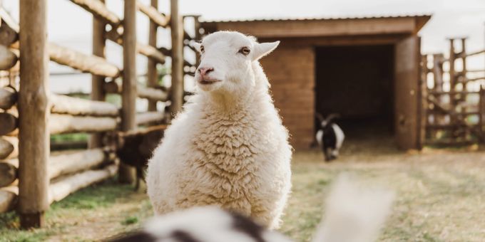 Der Tierschutz ist in der Schweiz bereits gut verankert. Tierschutz