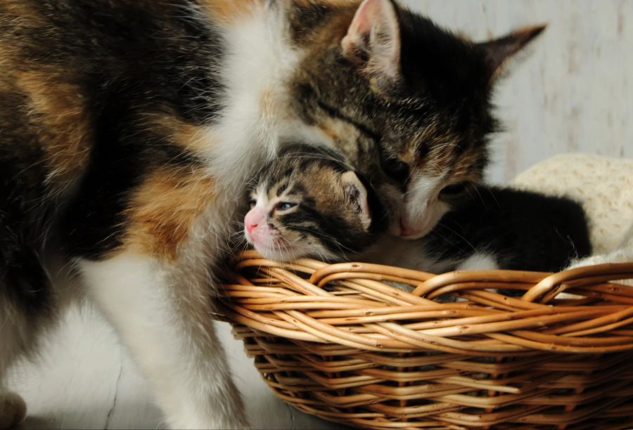 Mutterkatze mit Kätzchen