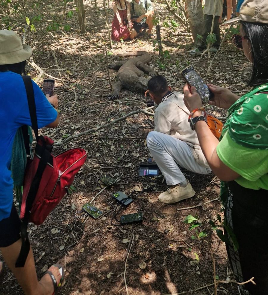 Dass sich Touristen so nah an die Komodowarane annähern, wusste man bei den Schweizer Reiseveranstaltern nicht.